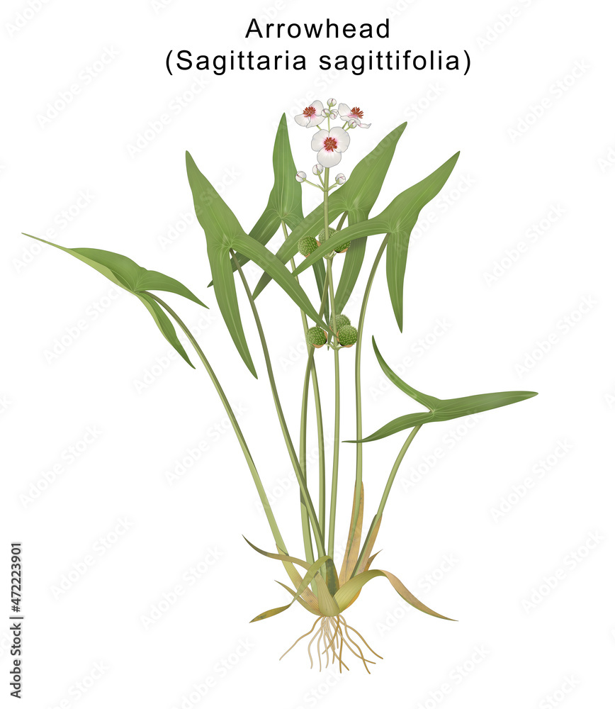 Fototapeta premium Sagittaria sagittifolia (Arrowhead) is a flowering wetland perennial native