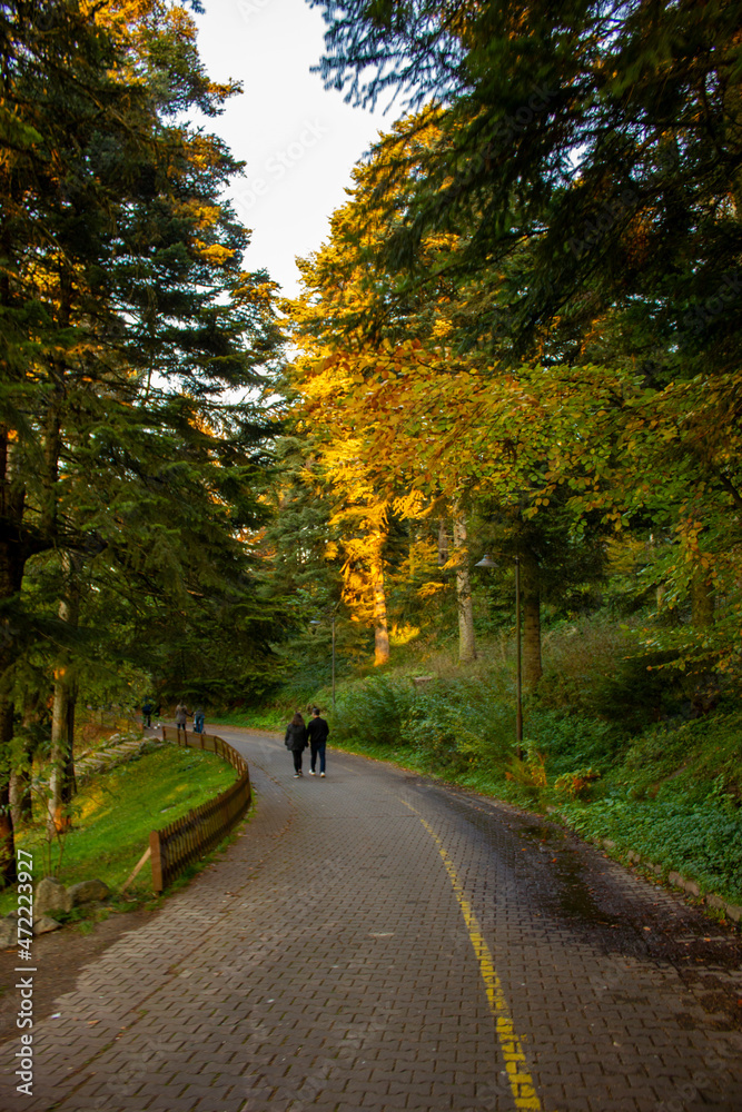 Obraz premium autumn in the forest of Gölcük