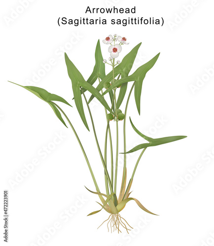 Sagittaria sagittifolia (Arrowhead) is a flowering wetland perennial native photo