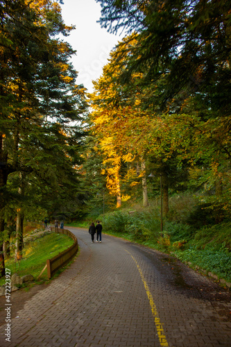 Fototapeta Naklejka Na Ścianę i Meble -  autumn in the forest of Gölcük