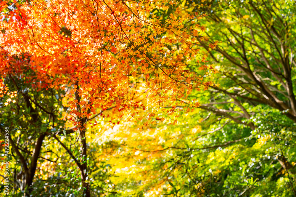 もみじ谷に赤く色づいたきれいな紅葉　福岡県