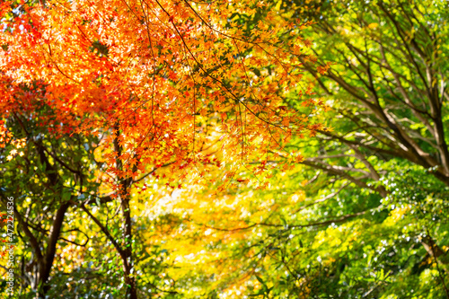 もみじ谷に赤く色づいたきれいな紅葉 福岡県