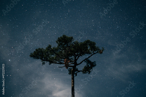 tree in the night sky © Natapong