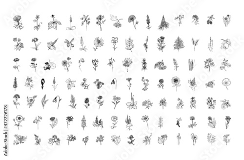 Collection of monochrome illustrations of plants in sketch style. Hand drawings in art ink style. Black and white graphics.