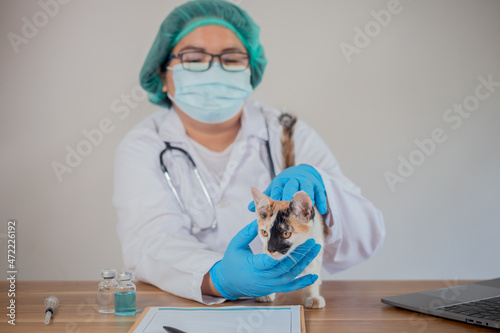 Fototapeta Naklejka Na Ścianę i Meble -  The vet is examining the cat and vaccinating it.