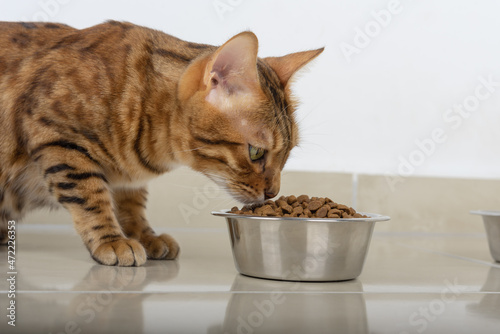 A beautiful ginger cat eats from a metal bowl.