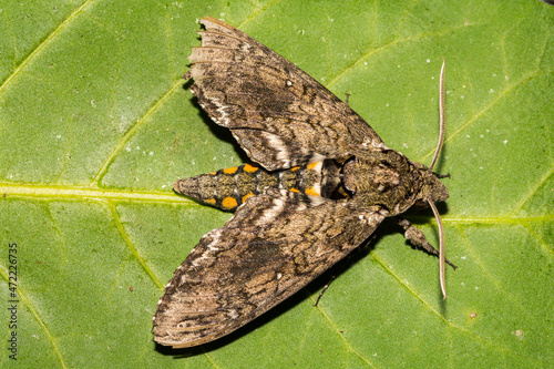 Carolina Sphinx Moth (Manduca sexta) photo