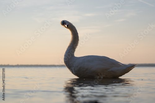 swans at sunrise shining golden © Matthias