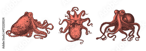 Red Octopus, illustrations. Mollusks set in vector