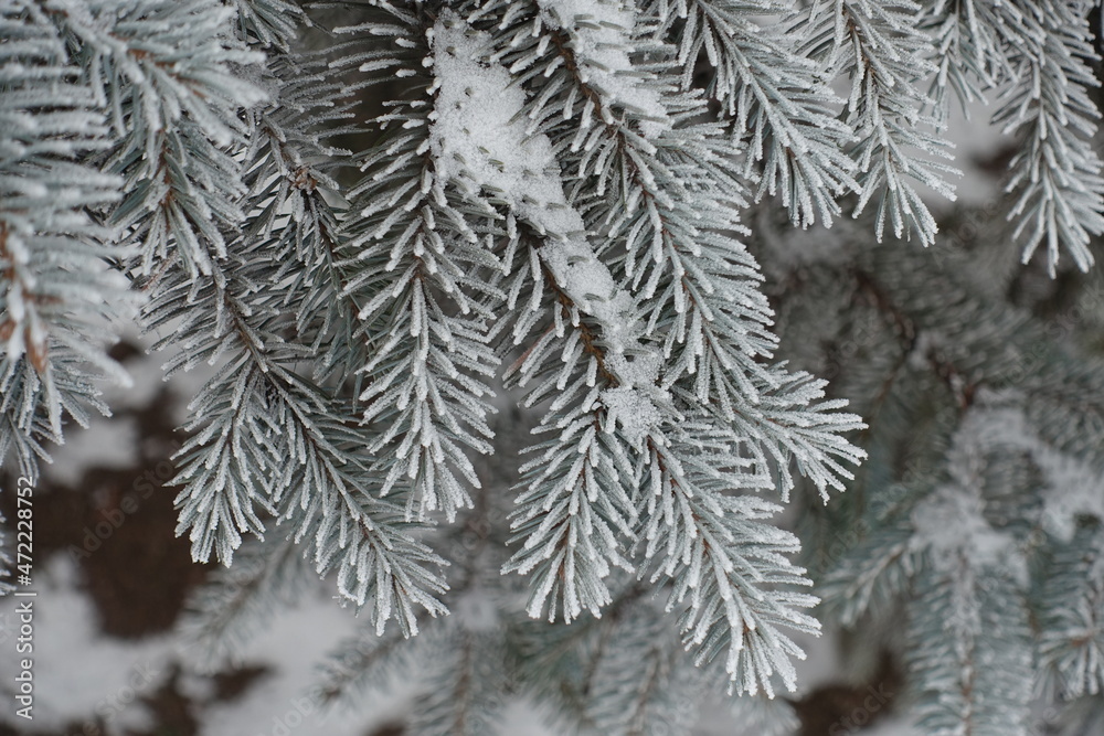 Shoots of Picea pungens covered with hoar frost in mid January