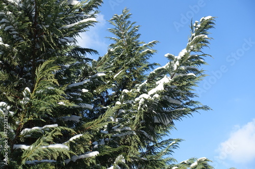 Blue sky and branches of Port Orford cedar covered with snow in mid February © Anna