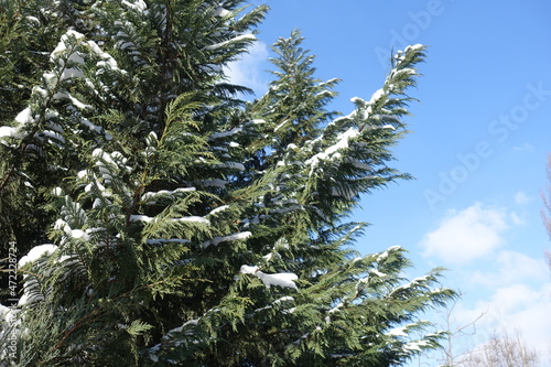 Sky and branches of Port Orford cedar covered with snow in mid February © Anna