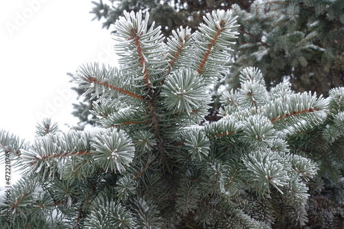 Branch of Picea pungens covered with hoar frost in mid January