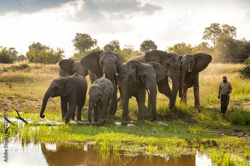 A ranger walking with a herd of elephants in near a watering hole in Bela Bela, Limpopo