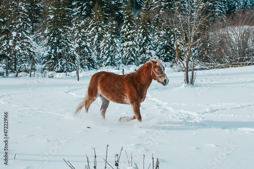 Beautiful horses in the snow. Winter on the farm, horses on the farm. © mar1sha
