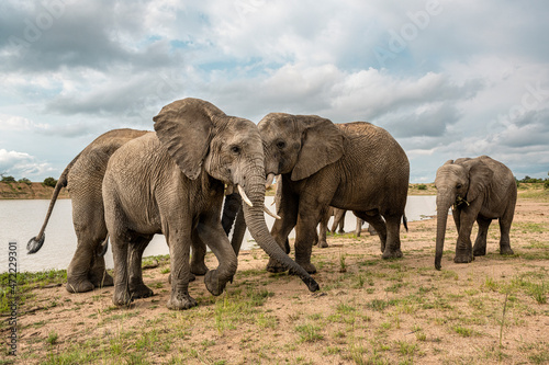 Adult elephants standing near the watering hole in Bela Bela, Limpopo