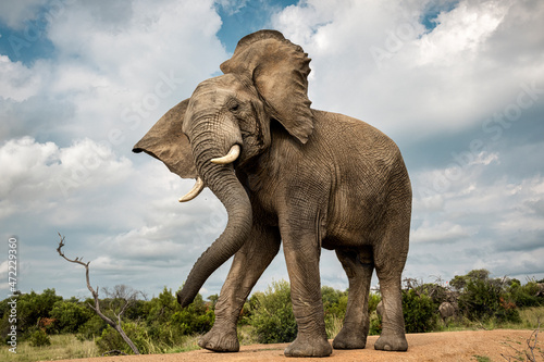 Portrait of an adult elephant shaking its head in Bela Bela, Limpopo photo