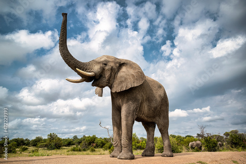 Portrait of an adult elephant in Bela Bela, Limpopo photo