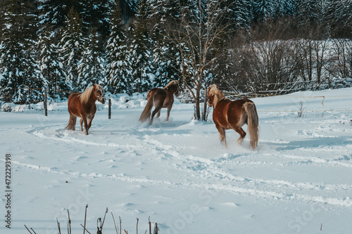 Beautiful horses in the snow. Winter on the farm, horses on the farm.