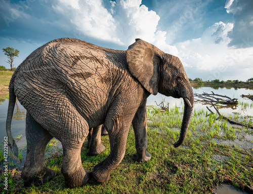 Side profile view of an elephant walking in the marshes near the watering hole in Bela Bela, Limpopo