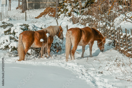 Beautiful horses in the snow. Winter on the farm  horses on the farm.