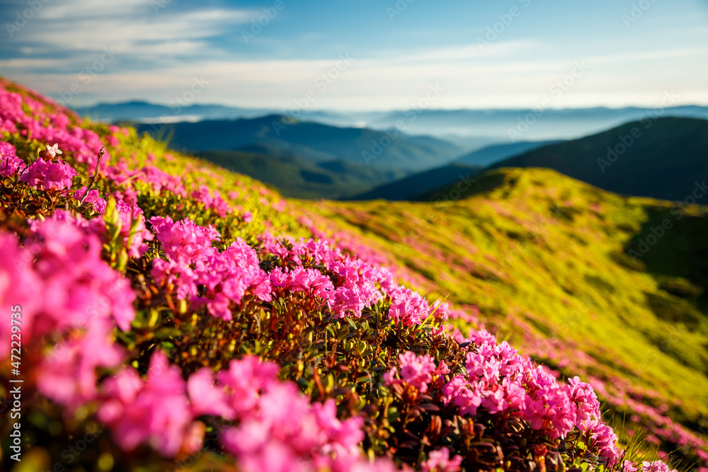 Captivating summer scene with rhododendron flowers. Captivating summer scene with rhododendron flowers.