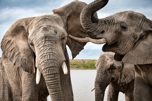 Elephants sharing a moment together in Bela Bela, Limpopo