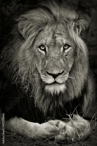 Portrait of a male lion sitting and resting in the Xidulu Private Lodge, Limpopo