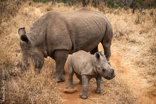 A dehorned white rhino mother and calf grazing in the thickets on a game drive in the Xidulu Private Lodge, Limpopo photo