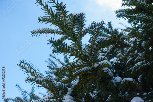 Unclouded blue sky and branches of common yew with unmature male cones covered with snow in mid February