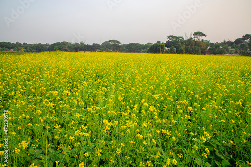 Beautiful Natural Yellow Mustard flowers in the Field Landscape view. © Artyponds