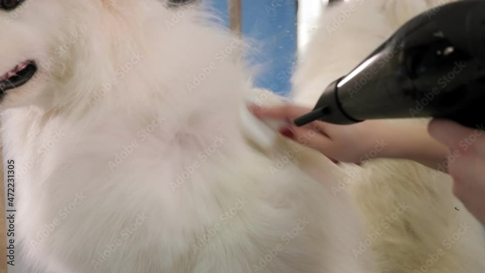 A female groomer cuts a Samoyed dog and dries her hair with a hairdryer on a grooming table in a beauty salon for dogs. A female groomer cuts a Samoyed dog and dries her hair with a hairdryer on a grooming table in a beauty salon for dogs.