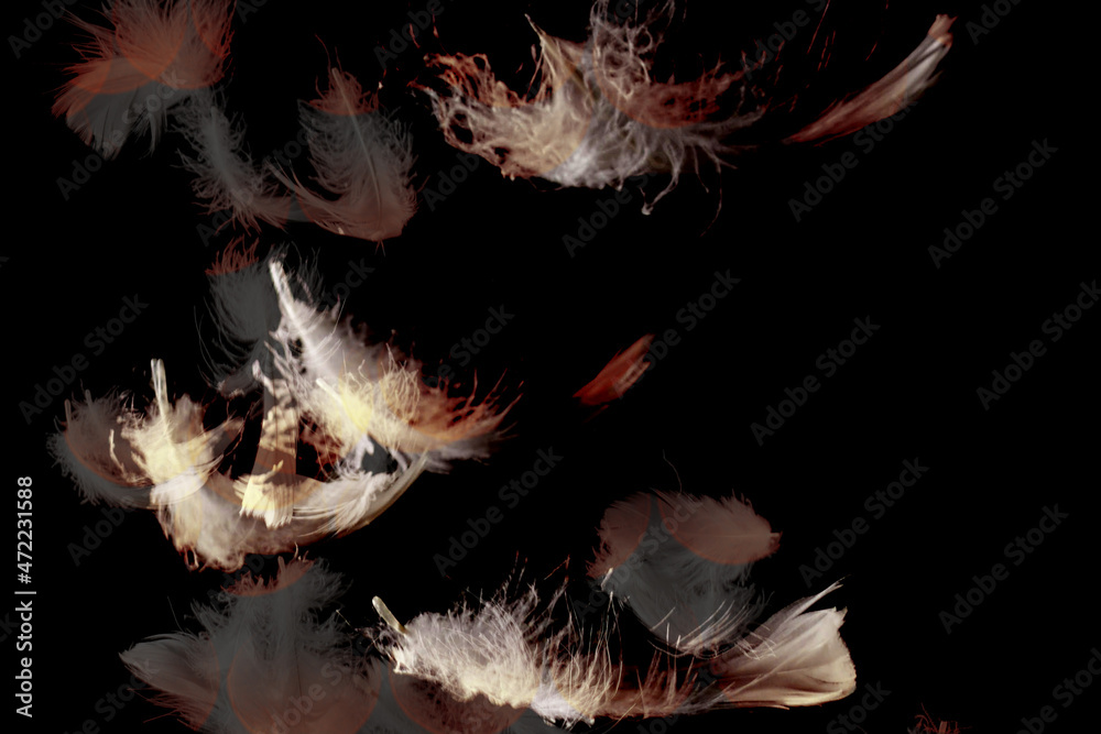Obraz premium Background template feathers abstract
