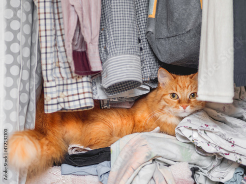 Cute ginger cat sleeps on pile of clothes. Fluffy pet has a nap in wardrobe. Domestic animal comfortably settled to sleep among towels and outfits.