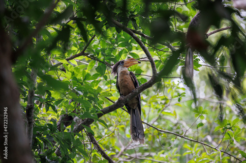 Austen's brown hornbill, The mother bird is feeding the baby in the wood.