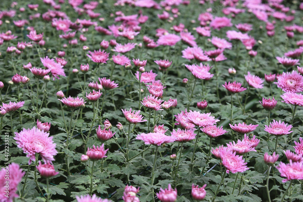 Fototapeta premium Chrysanthemum flowers field,beautiful landscape of purple flowers blooming in the garden in autumn