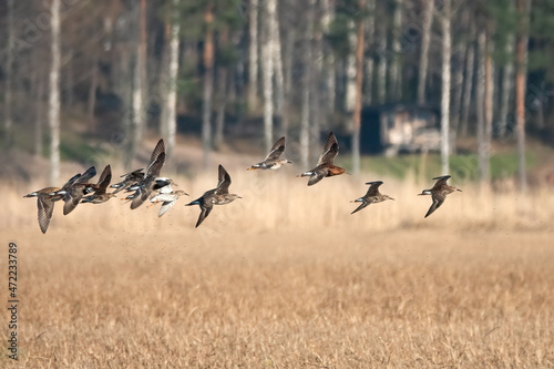 flock of spring migratory birds photo