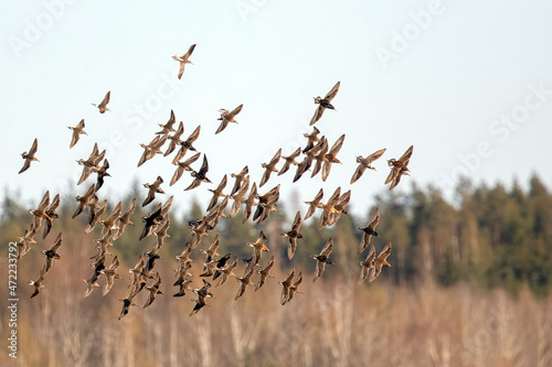 фотографія flock of spring migratory birds