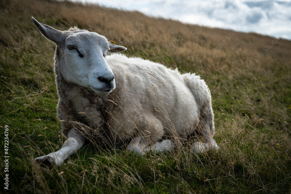 Obraz premium Deichschafe