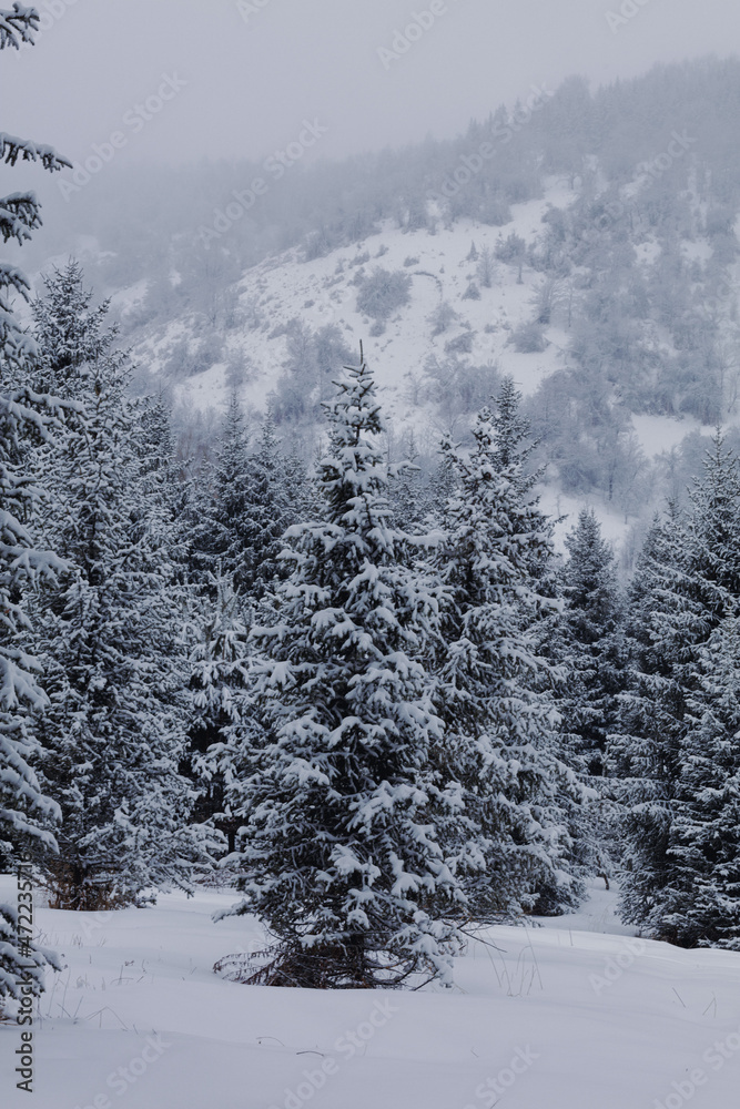 snow covered trees in the mountains snow covered trees in the mountains