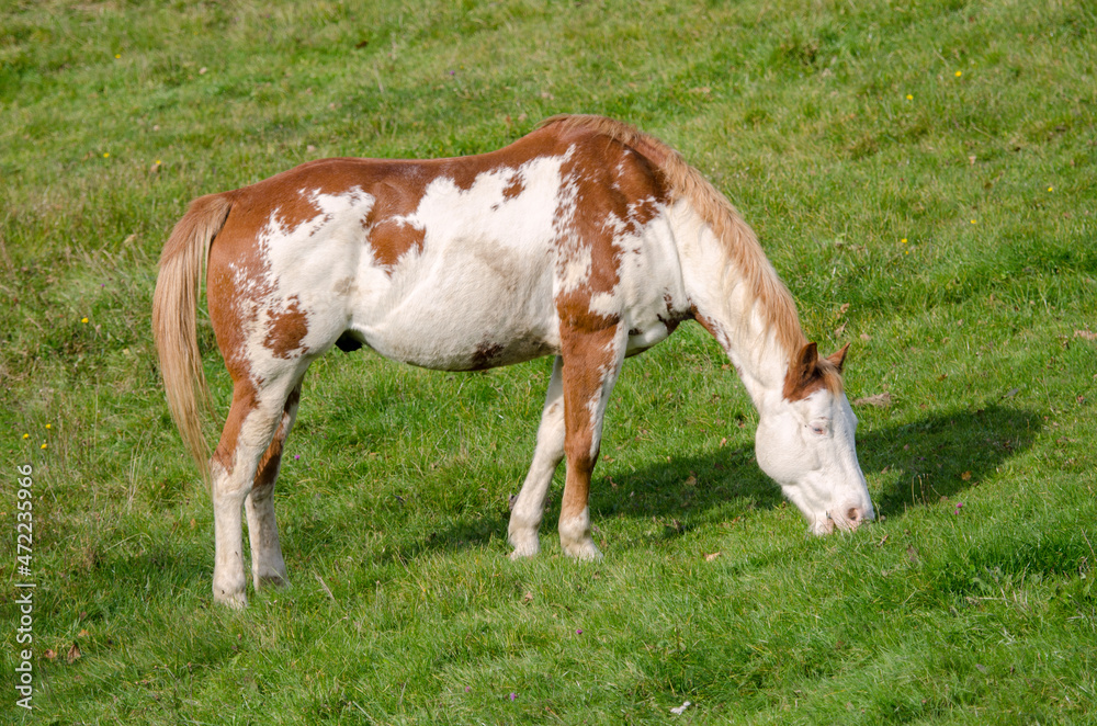 horse on a meadow in Praglia plateau in Liguria in Italy horse on a meadow in Praglia plateau in Liguria in Italy