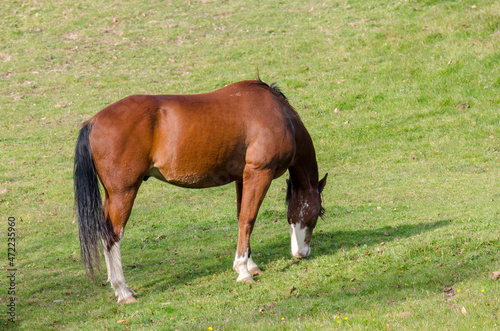 horse on a meadow in Praglia plateau in Liguria in Italy