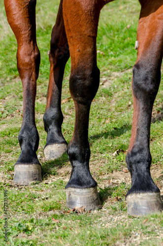 horse on a meadow in Praglia plateau in Liguria in Italy