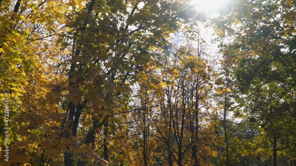 Sunbeam shining through autumn yellow leaves on a tree branch. Sunbeam shining through autumn yellow leaves on a tree branch.
