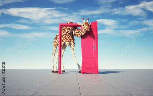 Photos Giraffe get through a door.
