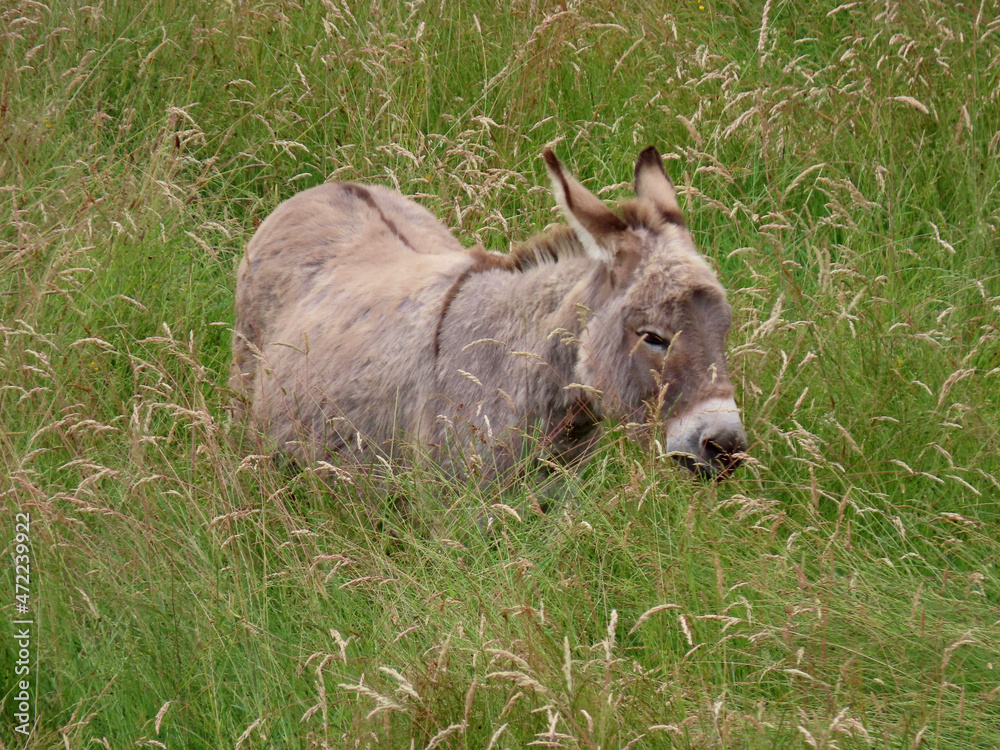 Fototapeta premium Single donkey in lush green pasture standing, grazing the tall grass up to it's ears