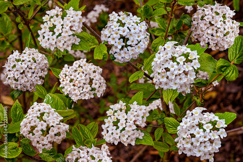 White flowers of a Viburnum burkwoodii in spring. Baden Wuerttemberg, Germany, Europe photo