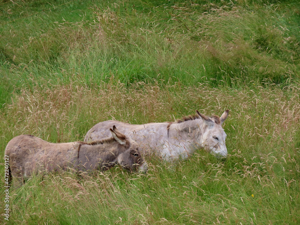 Donkeys in lush green pasture standing, grazing the tall grass up to their ears Donkeys in lush green pasture standing, grazing the tall grass up to their ears