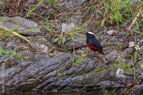 White-capped redstart or white-capped water redstart (Phoenicurus leucocephalus) at Chafi, Sattal, Uttrakhand, India. photo