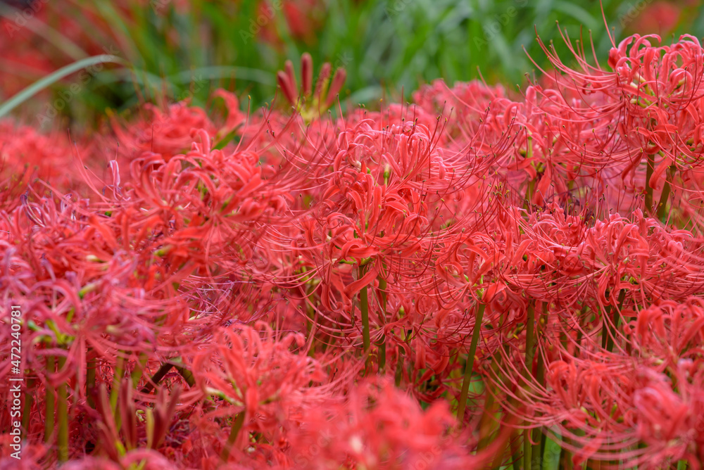 Red spider lily flowers in full bloom Red spider lily flowers in full bloom